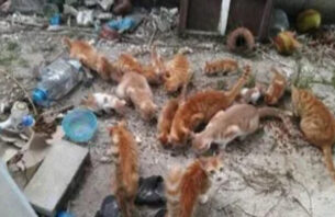 ޖަނަވާރުންނަށް ހާނިއްކަކުރާ މީހުންނަށް ގާނޫނީ ފިޔަވަޅު އަޅާނެކަމުގެ އިންޒާރު! thumbnail image