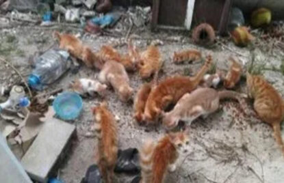 ޖަނަވާރުންނަށް ހާނިއްކަކުރާ މީހުންނަށް ގާނޫނީ ފިޔަވަޅު އަޅާނެކަމުގެ އިންޒާރު! thumbnail image