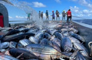 މަސްވެރިންގެ ދުވަހުގެ ހަރަކާތްތައް ބާއްވަން ބޭނުންވާ ރަށްތަކަށް ފުރުސަތު ހުޅުވާލައިފި thumbnail image