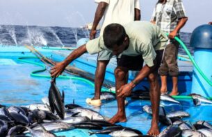 މިފްކޯއިން ފުވައްމުލަކުން މަސް ގަންނަން ފަށަނީ thumbnail image