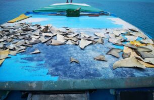 ކަށިމިޔަރުގެ މަސްވެރިކަން ކުރަން ލައިސަންސް ދޭނީ އެންމެ 40 އުޅަނދަށް thumbnail image