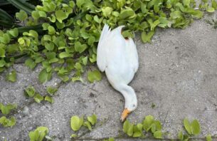 'ޑަކް ޕާކް' ގެ ދިރުންތައް މަރުވި މައްސަލަ ފުލުހުން ބަލަނީ thumbnail image