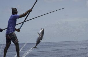 މަސްވެރިކަމުގެ ލައިސެންސަށް އެދޭނީ "ކެޔޮޅު ވެބް-ޕޯޓަލް" މެދުވެރިކޮށް thumbnail image