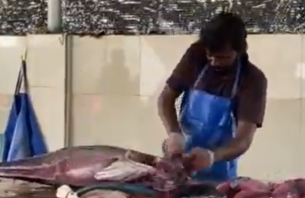 މަސްކެނޑުގެ މުބާރާތެއް ބާއްވަނީ، ބައިވެރިވާން މިހާރު އޮތީ ހުޅުވާލައިފައި thumbnail image