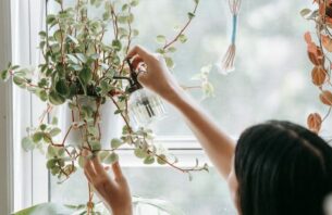 ގޭތެރޭ ގަސް ބެހެއްޓުމަކީ އިންސާނާގެ ދުޅަހެޔޮކަމަށް ވެސް ފައިދާ ހުރި ކަމެއް thumbnail image