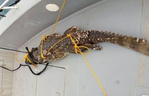 ކ. ގުރައިދޫ ކައިރިން ހިފި ކިނބުލެއް ރާއްޖޭން ބޭރަށް އެއްލާލަނީ thumbnail image