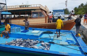މެދުރާއްޖެތެރެއިން ވެސް މަސްވެރިންނަށް މިހާރު ހެޔޮ އަގުގައި ތެޔޮ ލިބޭނެ thumbnail image