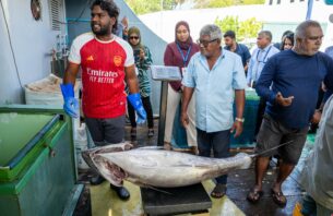 ކަނޑުއޮތްގިރިން ބޮޑު ކަންނެލި މަސް ގަންނަން ފަށައިފި thumbnail image