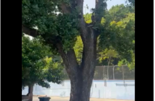 ވިލިމާލެ ޕޮލިސް ސްޓޭޝަނުގައި ހުރި ފުނަގަހެއް ނީލަމަށް thumbnail image