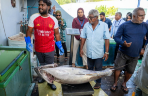 ބޮޑުކަންނެލި މަސްވެރިންނަށް ތެލުގެ ސަބްސިޑީ ދޭން ފަށައިފި thumbnail image