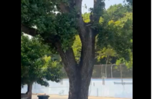 ވިލިމާލޭގައި ހުރި ބޮޑެތި ގަސްތައް ހިމާޔަތްކުރުމަށް ފްލެޓް ޓަވަރުގެ ލޮކޭޝަން ބަދަލުކޮށްފި thumbnail image