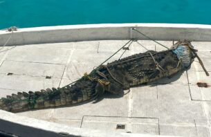 ފަޅުރަށަކުން 5 ފޫޓު ދިގު ކިނބުލެއް ފެނިއްޖެ thumbnail image