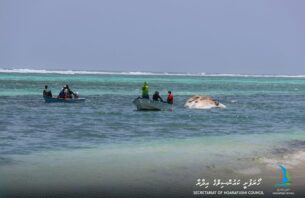 ހޯރަފުއްޓަށް 30 ފޫޓުގެ ބޮޑު މަހެއް ލައްގައިފި thumbnail image